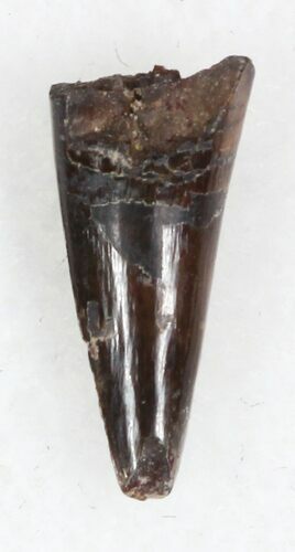 Eryops Tooth From Oklahoma - Giant Permian Amphibian #33545